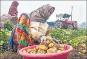  ?? PTI FILE ?? A farmer harvests potatoes in Jind, Haryana.