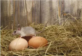  ??  ?? Once mice have entered a coop, they easily burrow under the litter and into dirt floors.