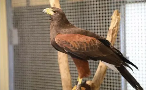  ?? FOTO NATUURHULP­CENTRUM ?? De woestijnbu­izerd werd gevangen en meegenomen naar het Natuurhulp­centrum in Oudsbergen.