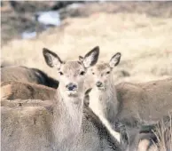  ??  ?? In wait Hinds are “ushered into harems”