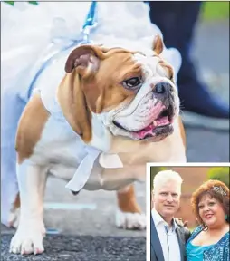  ??  ?? One of the four bulldog bridesmaid­s at the Dover wedding of Karen Chamberlai­n and Peter Dowling, inset