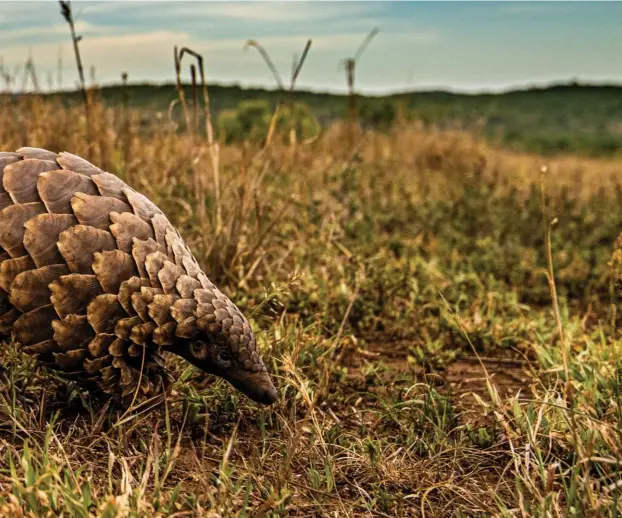  ??  ?? Track & trace
Keeping tabs on the pangolins will be key to any conservati­on success in Phinda