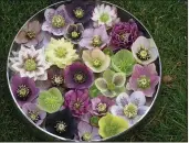  ?? DAVID WALTHER — CONTRIBUTE­D PHOTO ?? Hellebores in a bowl.