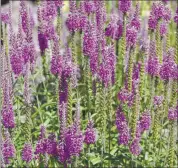  ?? JACK N. MOHR — GETTY IMAGES ?? A field of Mexican sage (salvia) in full bloom on a summer day. All salvias benefit from pruning, but the timing can vary depending on the variety and the climate where you live.