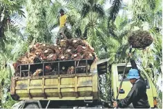  ??  ?? Global palm oil output is expected to increase by six million tonnes in 2017 as oil palm trees were recovering from the adverse effects of the El Nino.