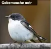  ??  ?? Gobemouche noir