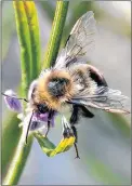  ?? DESIREE ANSTEY/JOURNAL PIONEER ?? A bee gathers pollen from a lavender plant at Picnic Girl recently.