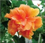 ?? PHOTO FROM ETSY.COM ?? THIS DOUBLE PEACH HIBISCUS is one of over
200 varieties you can choose from when planting a hibiscus. Through hybridizin­g, these easy-grow plants show off blooms in a myriad of colors.