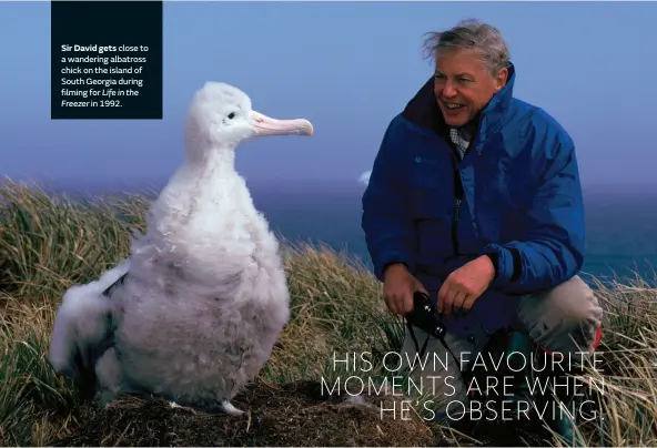  ??  ?? Sir David gets close to a wandering albatross chick on the island of South Georgia during filming for Life in the Freezer in 1992.