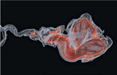  ??  ?? FIT FOR A KING: This image, made from CT scans, shows how the penis of the bottlenose dolphin (red) has to fit within the intricate folds of a bottlenose vagina.