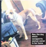  ??  ?? Bee, the dog which savaged its woman owner in her home