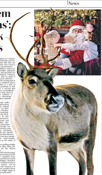  ??  ?? Reindeer do not like confined space and should not be used at Santa’s grottos, animal welfare groups have warned