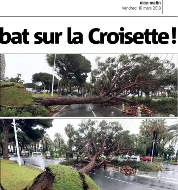  ?? (Photos Patrice Lapoirie) ?? La motte de terre et les racines soulevées sous le poids du géant. Impression­nant... et inquiétant !