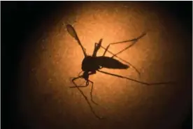  ?? ?? BRAZIL: In this file photo, an Aedes aegypti mosquito known to carry the Zika virus, is photograph­ed through a microscope at the Fiocruz institute in Recife, Pernambuco state, Brazil. — AP