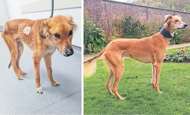  ?? ?? FIGHTING FIT: Saluki cross Red was found in a terrible state and nursed back to full health with nine months of specialist care by the SSPCA.