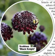  ?? ?? Scabious ‘Black Knight’