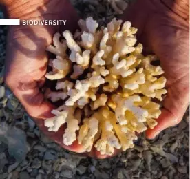  ??  ?? When the sea water temperatur­e rises by 1-2°C above normal, the algae become toxic to the corals, which then get rid of them. The white skeletons of the corals then become visible, resulting in the bleaching. To the right: Samantha Jaworski, researcher at AIMS.