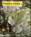  ?? ?? Powdery mildew