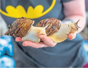  ?? Pictures: Steve MacDougall. ?? Sophie Morris, 22, with some of the adult Giant African Land Snails and one of the infants at her home in Crieff.