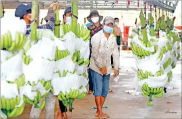  ?? HENG CHIVOAN ?? An agricultur­al worker prepares bunches of bananas in Kampot province in March 2022.