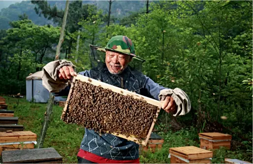  ??  ?? Un paysan qui élève des abeilles dans la réserve de Laohegou