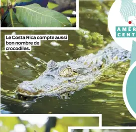  ??  ?? Le Costa Rica compte aussi bon nombre de crocodiles.