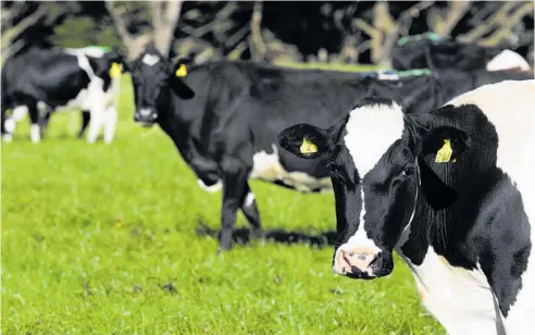  ?? Photo / DairyNZ ?? Artificial breeding technologi­es are making our cows gold medallists, says LIC’s Wayne McNee.