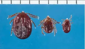  ??  ?? This undated photo provided by Rutgers University shows three Longhorned ticks: (from left) a fully engorged female, a partial engorged female, and an engorged nymph. — AP