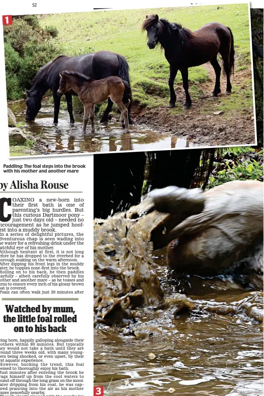  ??  ?? Paddling: The foal steps into the brook with his mother and another mare Have I missed a bit? Sinking into the muddy water, he playfully rolls around to ensure that every inch of his glossy brown coat gets a thorough washing