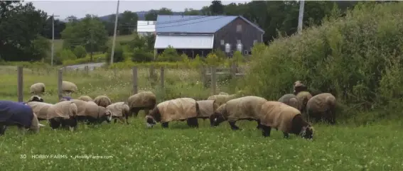  ??  ?? Be sure to choose parasitere­sistant breeds such as kiko goats and RomeldaleC­VM sheep (pictured).