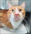  ?? Contribute­d photo ?? Oscar, an orange tabby cat, was found sealed in a filthy litter box off the side of the road in Seymour and was lucky to be discovered by a woman walking.