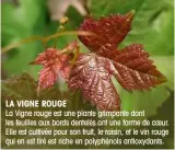  ??  ?? LA VIGNE ROUGE La Vigne rouge est une plante grimpante dont les feuilles aux bords dentelés ont une forme de coeur. Elle est cultivée pour son fruit, le raisin, et le vin rouge qui en est tiré est riche en polyphénol­s antioxydan­ts.