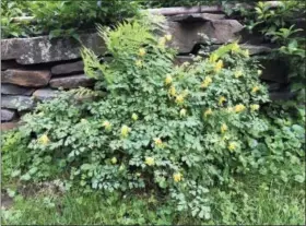  ?? LEE REICH VIA AP ?? This undated photo shows corydalis growing in New Paltz, NY. Corydalis, pretty all season long, finds its own place, and dresses up, this stone wall.