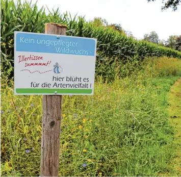  ?? Fotos: Jens Carsten ?? Wildwuchs? Von wegen. Die sprießende­n Grünfläche­n in Illertisse­n werden durchaus gepflegt. Allerdings nach einer Philosophi­e, wonach heimische Blumen natürlich wachsen dürfen. Das komme vielen Insektenar­ten zugute.