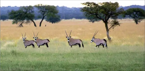  ??  ?? BEAUTIES: Game, like these gemsbok, is easier to spot on the wide open grasslands of Rooipoort on the Diamond Route.