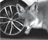  ??  ?? Fox news: they’re on the hunt for tyres