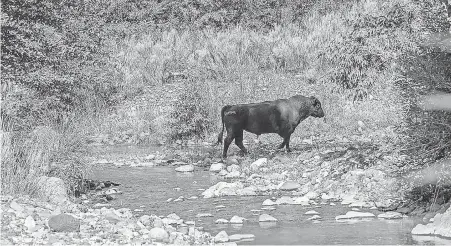  ?? ROBIN SILVER VIA AP ?? A feral bull walks along the Gila River in the Gila Wilderness in New Mexico, in 2020. U. S. forest managers are moving ahead with plans to kill feral cattle that they say have become a threat to c safety and natural resources.