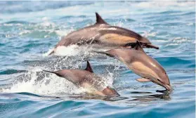  ?? NICK UT/AP FILE ?? Nearly two-thirds of the ocean lies outside national boundaries on the high seas where fragmented and unevenly enforced rules seek to minimize human impacts.