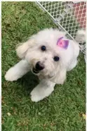  ?? FACEBOOK. ?? Esta es Mía, la french poodle que Elena rescató.