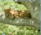  ??  ?? A tree-climbing lioness in Queen Elizabeth National Park.