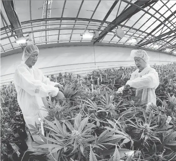  ?? DAN JANISSE ?? Workers trim marijuana plants at the Aphria greenhouse­s in Leamington. The company has mushroomed into a $2-billion corporatio­n, with plans for further growth.