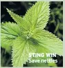  ??  ?? STING WIN Save nettles