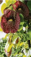  ??  ?? A lush Dutchman’s pipe vine blooms over an arbor leading to one of the intimate fountain gardens.