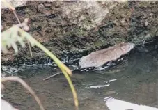  ?? ?? The rats were swimming in the pond at Barnes Park.