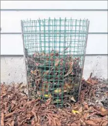  ?? MORTON ARBORETUM ?? One way to protect plants that aren’t hardy enough to withstand winter cold and drying wind is to surround them with a cylinder of chicken wire filled with leaves.