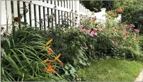  ?? JESSICA DAMIANO VIA THE ASSOCIATED PRESS ?? In this photo provided by Jessica Damiano, native purple coneflower­s, black-eyed Susans and turban lilies share a garden with nonnative daylilies and roses in Glen Head, N.Y.