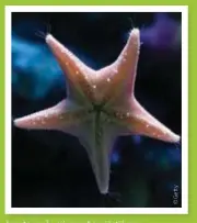  ?? ?? I spetsen på varje arm har sjöstjärna­n ljuskänsli­ga celler för att upptäcka korallrev och andra stora föremål.