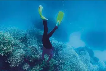  ?? AFP PIC ?? This picture taken on Thursday shows a diver swimming among the corals on the Great Barrier Reef, off the coast of the Australian state of Queensland.