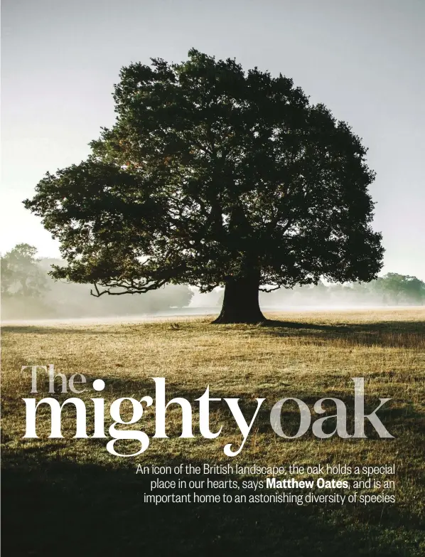 Matthew Oates, PressReader