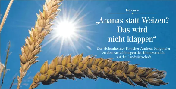  ?? FOTO: DPA ?? Ähren der Süßgrasart Weizen in der Sonne: Das Getreide kann von den Effekten der globalen Erwärmung zwar profitiere­n, leidet aber auch unter ihnen.